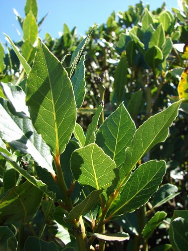 Laurus nobilis bay leaf - -, 'bay
