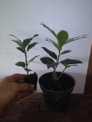 Laurus nobilis bay leaf - laurus,